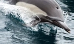 Как dolphins сънят: факти и митове